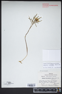 Cardamine dissecta image