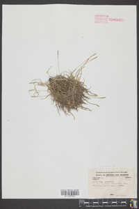 Tillandsia recurvata image