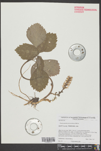 Pachysandra procumbens image