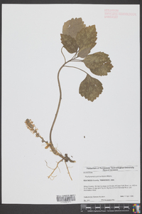 Pachysandra procumbens image