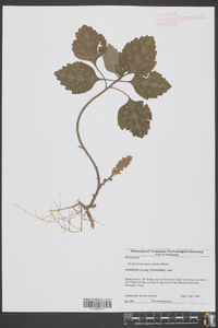 Pachysandra procumbens image