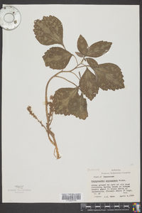 Pachysandra procumbens image