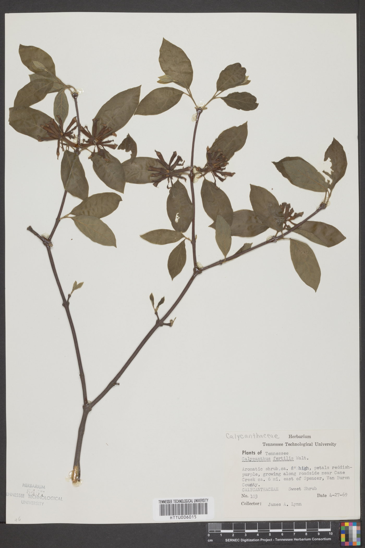 Calycanthus fertilis image