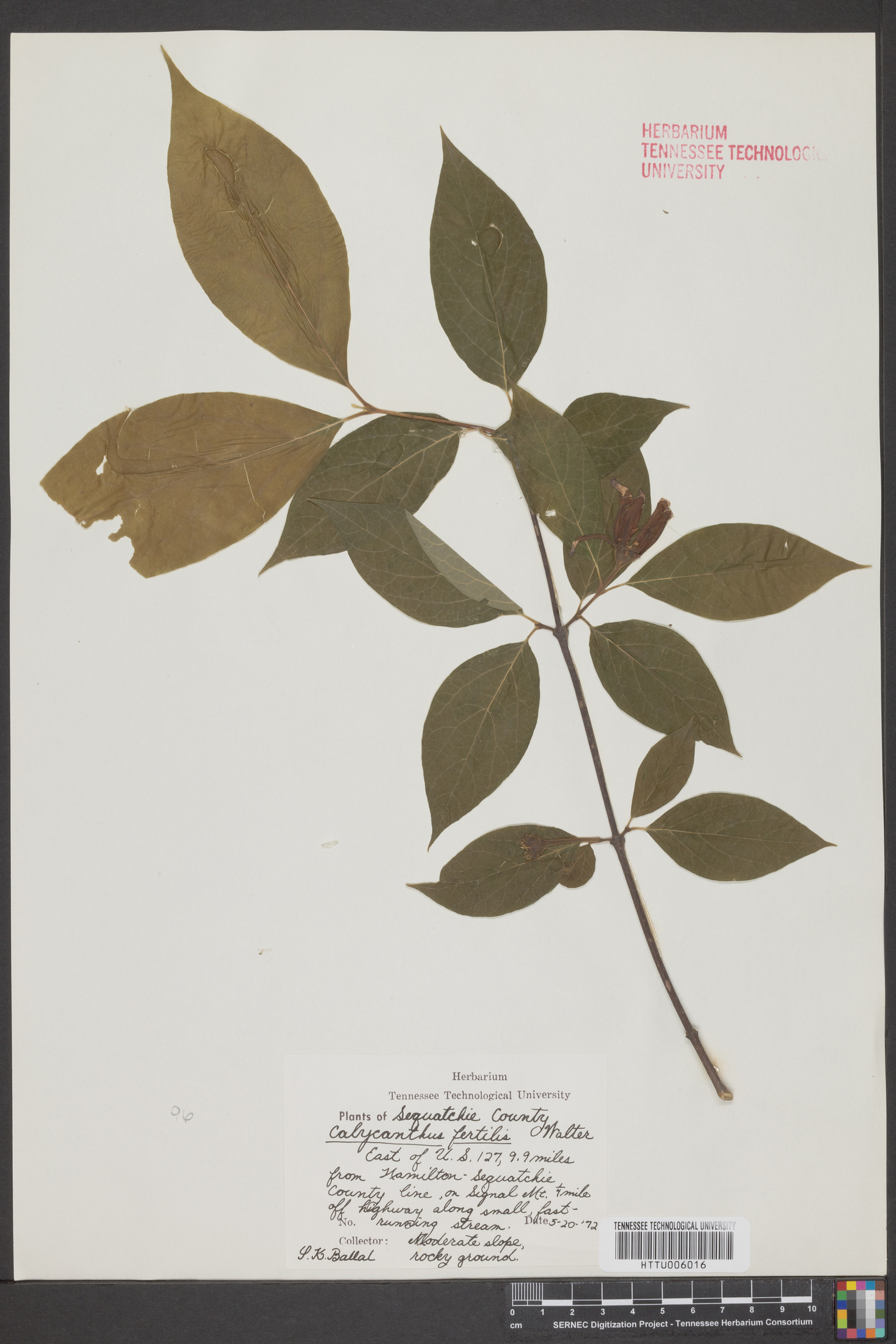 Calycanthus fertilis image