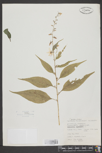 Campanulastrum americanum image