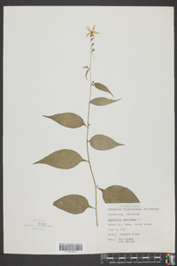 Campanulastrum americanum image