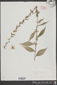 Campanulastrum americanum image