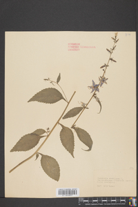 Campanulastrum americanum image