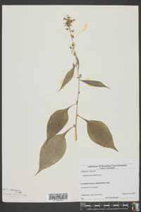 Campanulastrum americanum image