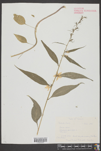 Campanulastrum americanum image