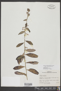 Lobelia amoena image