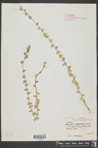 Triodanis perfoliata var. perfoliata image