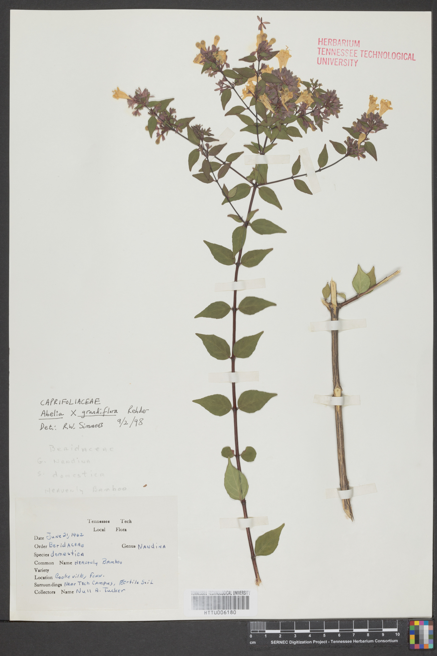 Abelia grandifolia image