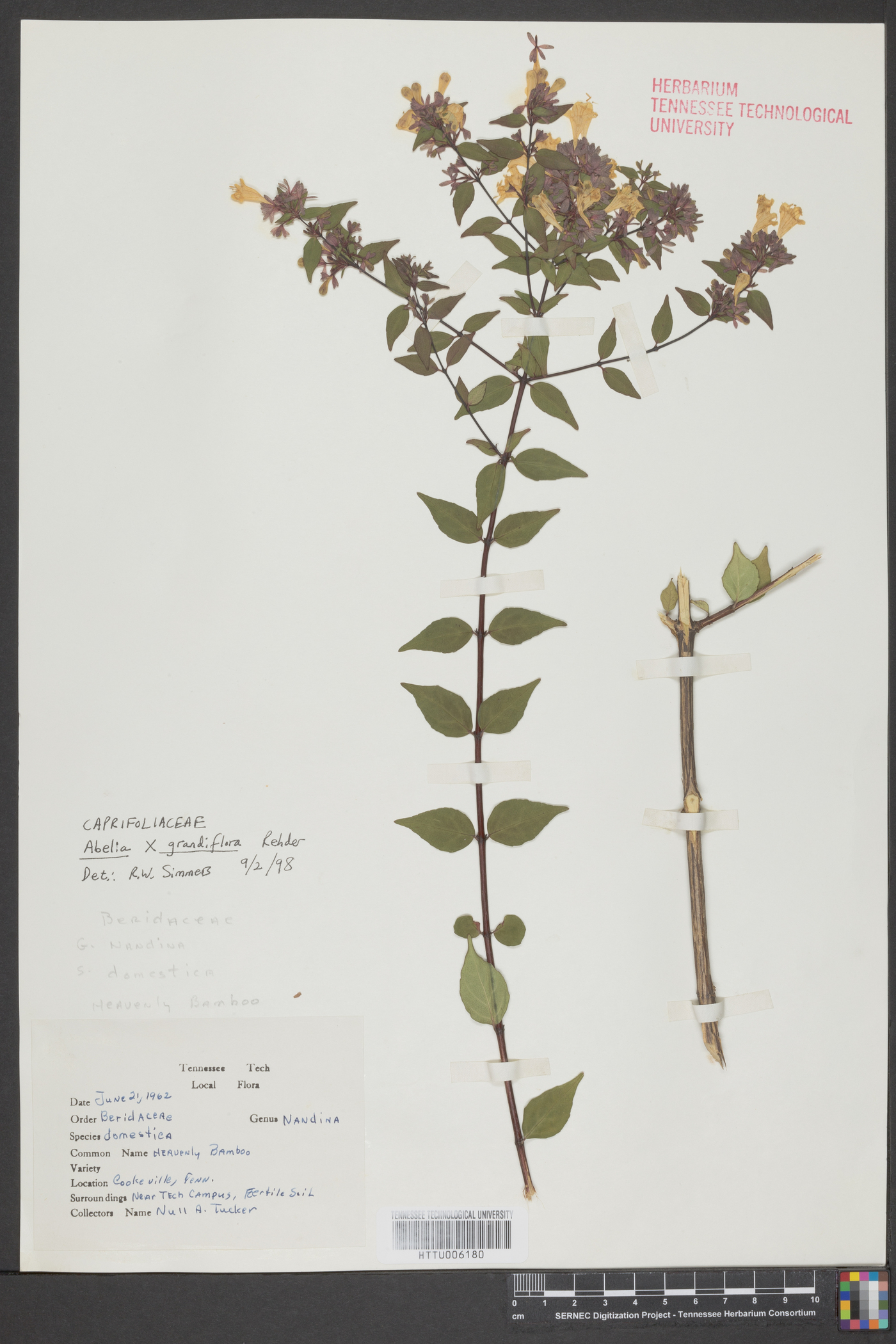 Abelia grandifolia image