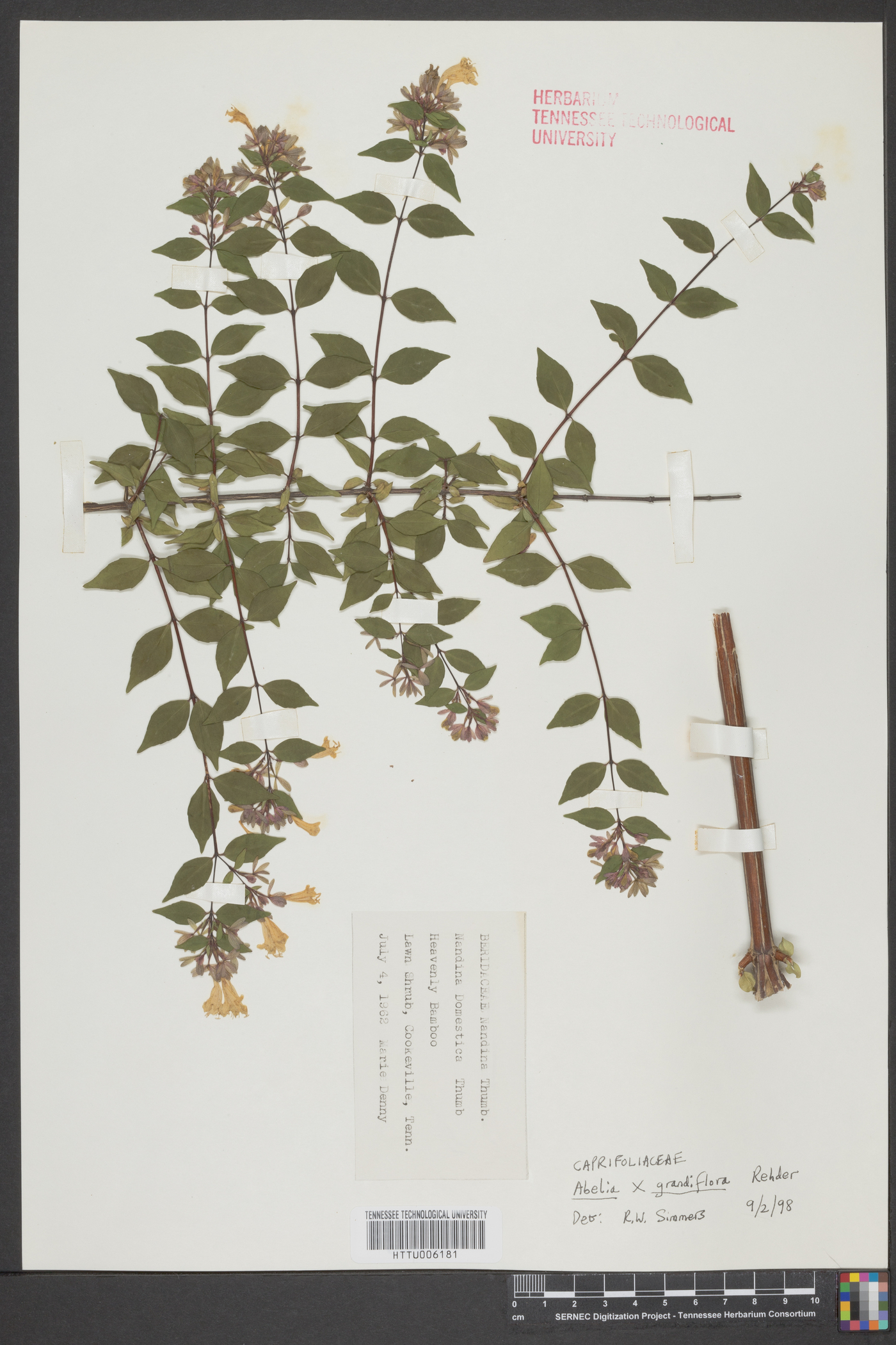 Abelia grandifolia image