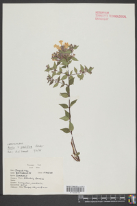 Abelia grandifolia image