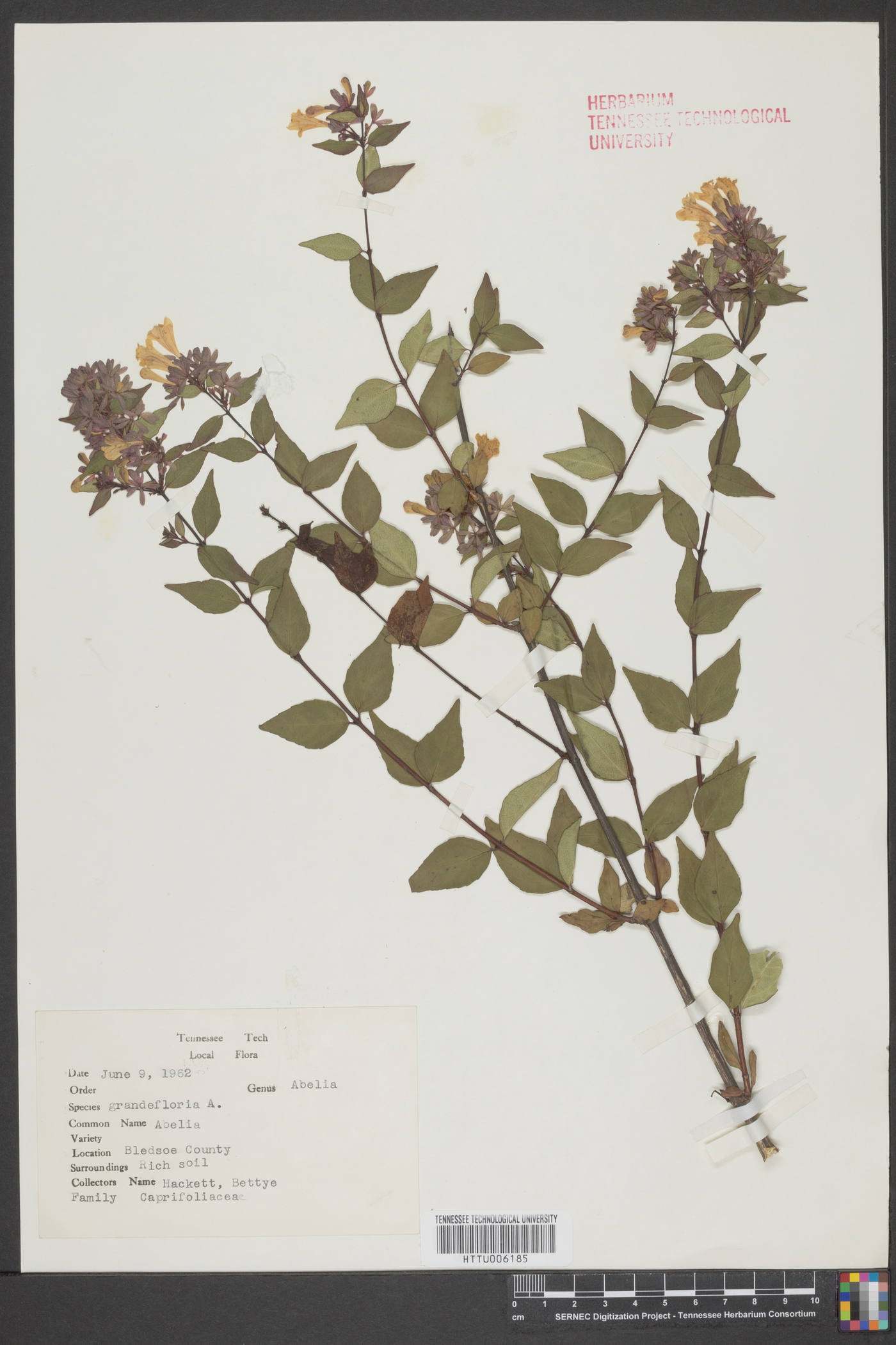 Abelia grandifolia image