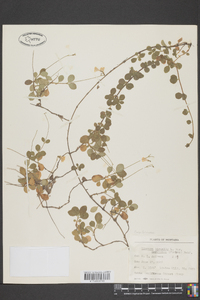 Linnaea borealis subsp. americana image