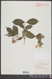 Lonicera canadensis image