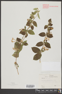 Lonicera oblongifolia image