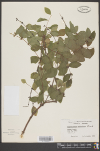 Symphoricarpos orbiculatus image