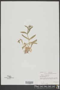 Cerastium nutans image