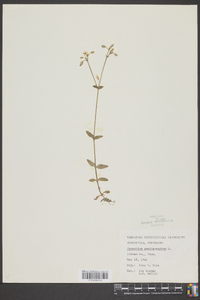 Cerastium semidecandrum image