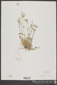 Cerastium fontanum subsp. vulgare image