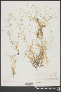 Image of Arenaria fontinalis
