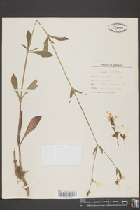 Silene latifolia image