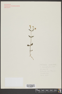 Stellaria graminea image