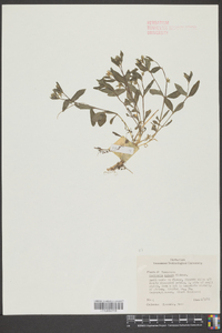 Stellaria pubera image