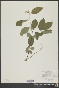 Celastrus scandens image