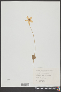 Parnassia asarifolia image