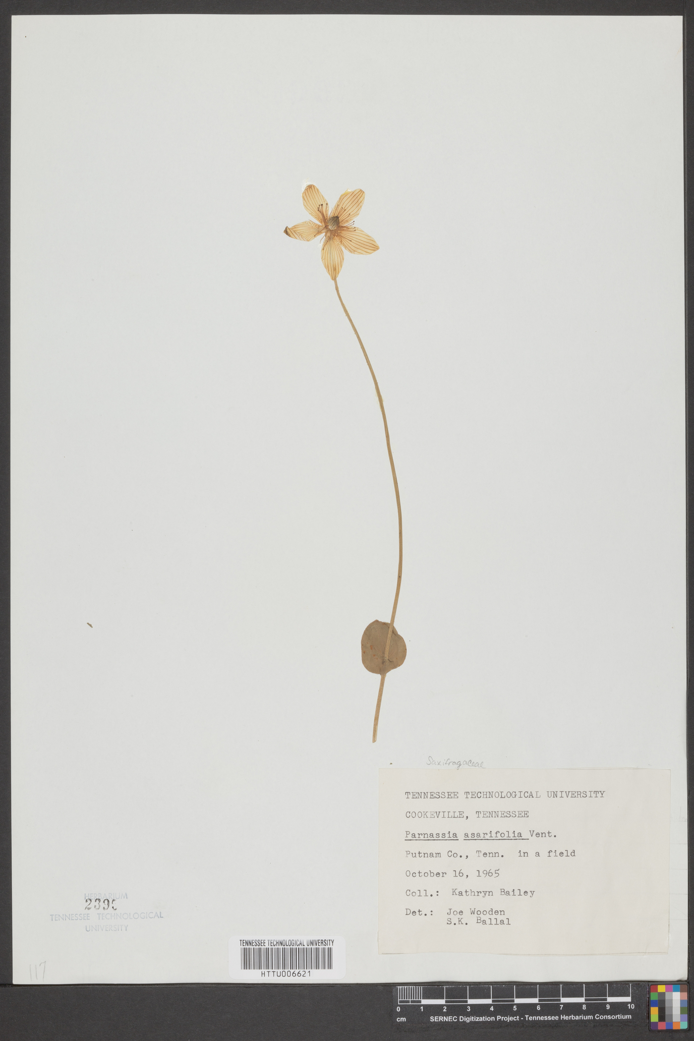 Parnassia asarifolia image