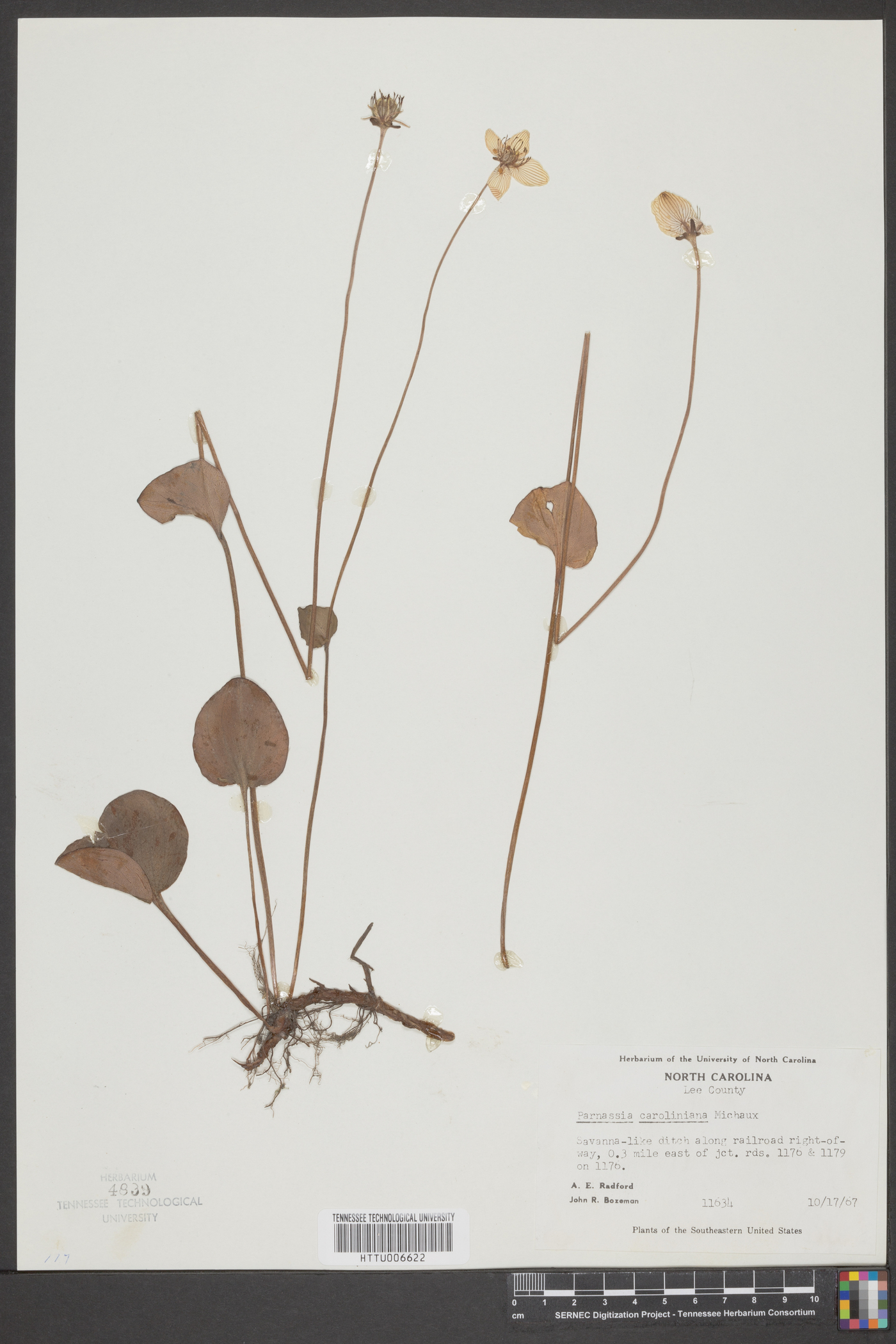 Parnassia caroliniana image