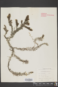 Ceratophyllum demersum image