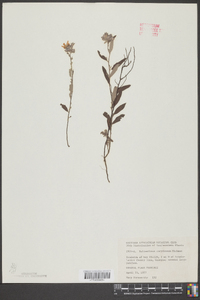 Helianthemum corymbosum image