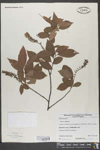 Clethra alnifolia image