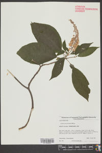 Clethra acuminata image