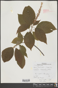 Clethra acuminata image