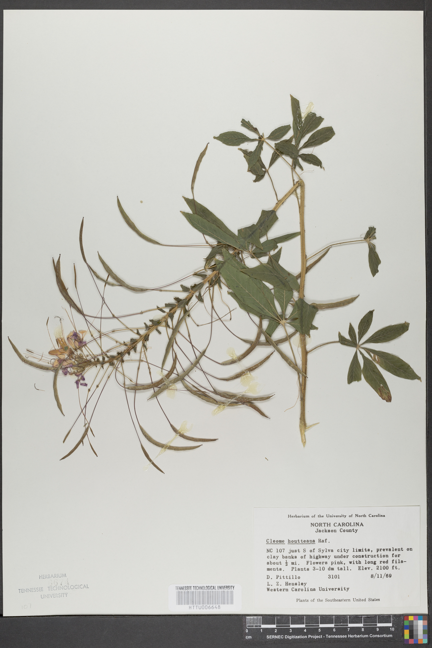 Cleome houtteana image