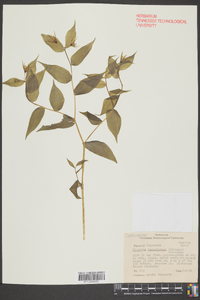 Disporum lanuginosum image