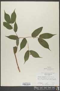 Disporum lanuginosum image