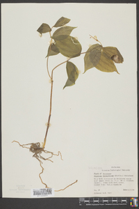 Disporum lanuginosum image