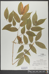 Disporum lanuginosum image