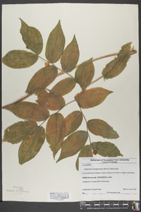 Disporum lanuginosum image