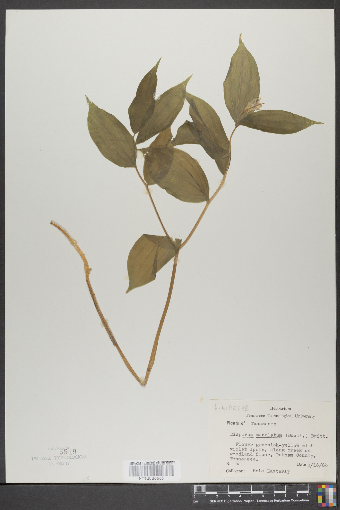 Disporum maculatum image