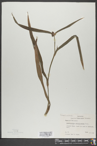 Tradescantia hirsuticaulis image