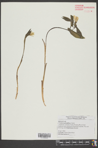 Uvularia grandiflora image